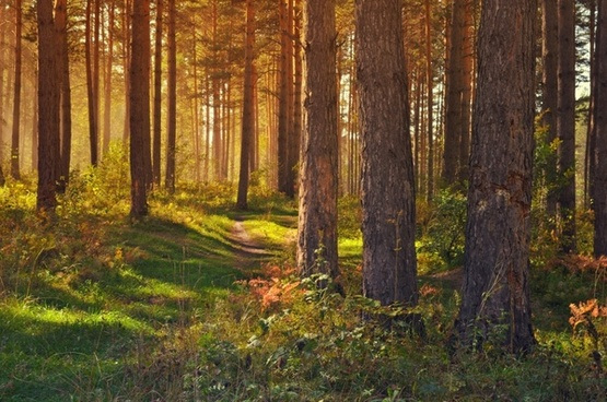 Havumetsä